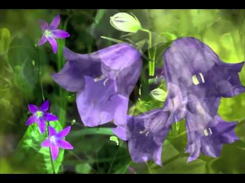 Arshak Ikilikian - "BELL FLOWER"