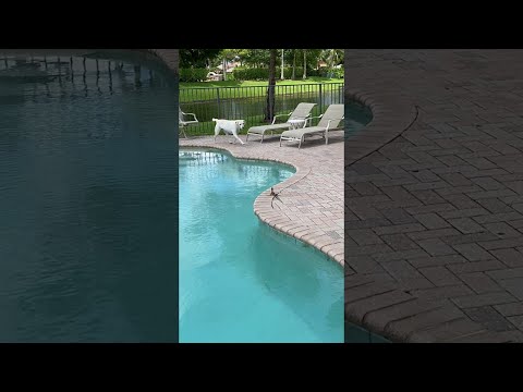 Basilisk Lizard Makes a Watery Escape || ViralHog