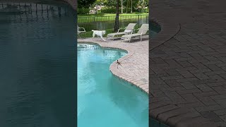 Un lézard basilic s'échappe dans l'eau || viralhog