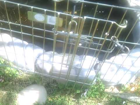 Bruise boy episode 3