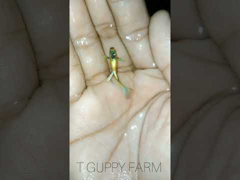 Whitegold taxi lo #guppyfish #tguppyfarm