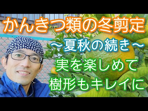 寒さに強い柑橘類をご存知ですか?知っておきたい丈夫な木ベスト3! 庭園