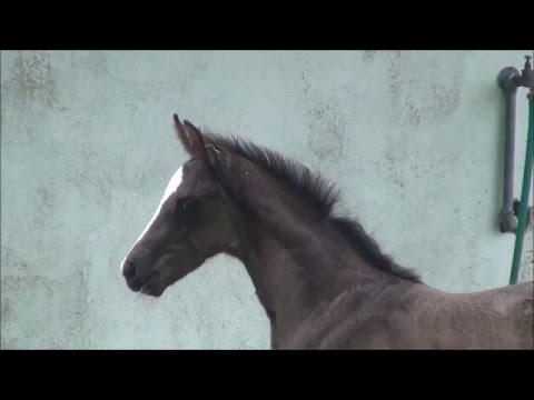 *2016 Stutfohlen von Don Index - Weltmeyer  SOLD!!!