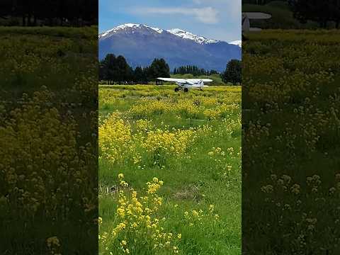 Aterrizaje en campo de tulipanes, Trevelin Chubut 🇦🇷. #shortvideo #shorts #short