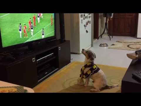Dog watching football and shows amazing reaction