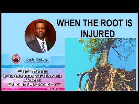 WHEN YOUR ROOT IS INJURED - DR  DK OLUKOYA