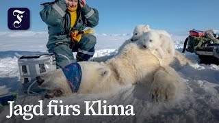 Wissenschaftler erforschen Eisbären auf Spitzbergen