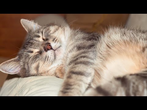 Peaceful Harp Music to Calm Cats - Soothing Music to Relieve Stress and Anxiety