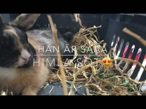 Köper min första kanin🐰