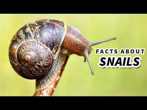 Snail Facts: Learn About the LAND SNAIL 🐌 Animal Fact Files