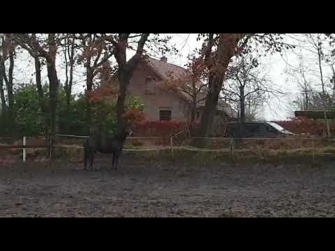 Stute v Don juan de HUS x DONNERHALL