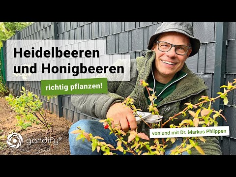 Heidelbeeren, Blaubeeren und Honigbeeren richtig pflanzen | gardify tipps