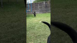 Video preview image #1 Borador Puppy For Sale in HOUSTON, TX, USA