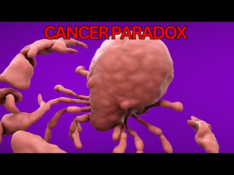 Why Blue Whales Don't Get Cancer. Peto's Paradox