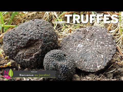 TOUT SAVOIR SUR LA TRUFFE: HISTÓRIA, NATUREZA, COZINHA E CULTURA DO DIAMANT NOIR DES GASTRONOMES