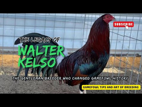 Walter Kelso – The Gentleman Breeder Who Changed Gamefowl History