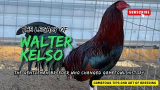 Download lagu Walter Kelso – The Gentleman Breeder Who Changed Gamefowl History mp3