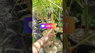 Download lagu Cari bambu hias? Bisa pilih bambu kuning #tanamanhias #bambu #jakarta #bandung #semarang #kebun mp3