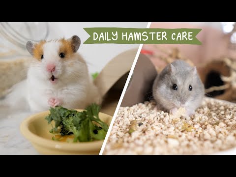 My *almost* Daily Hamster Care