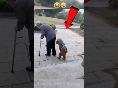 "Les moments les plus drôles de la vie animale que vous verrez aujourd'hui - essayez de ne pas rire !