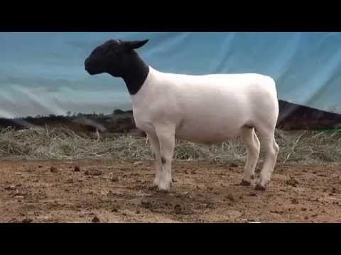 BURIÁ 3742 - ARREMATE PECUÁRIO