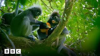 Monkey family defends baby from python | BBC Global