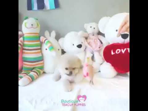 Micro “Mr. Pudding” 3 - Luxurious Super Tiny !! - Micro Cream Sable Pomeranian - Available! UPDATED