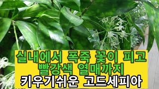 (폭죽꽃이피었어요) 키우기쉬운 멋진 고드세피아