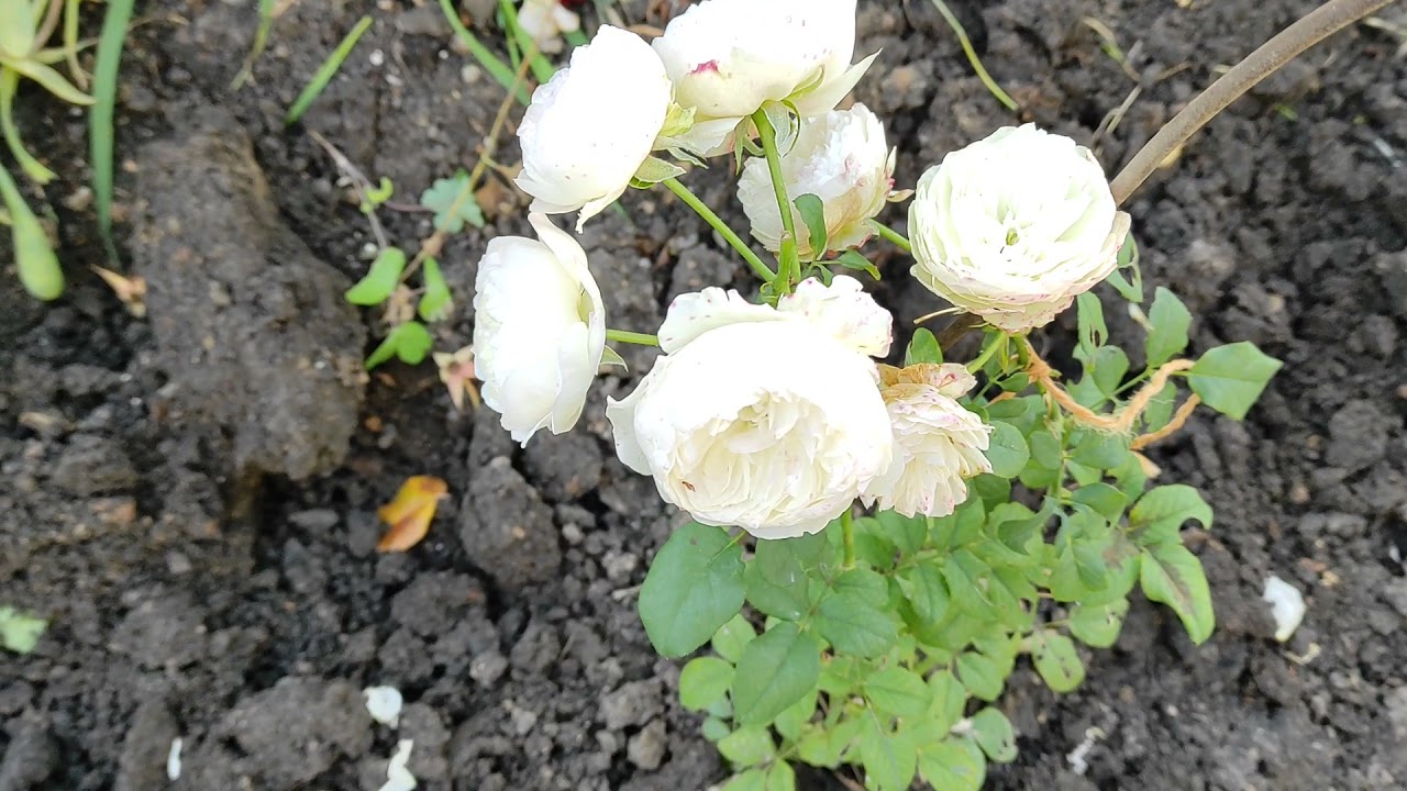 Роза Кейра.