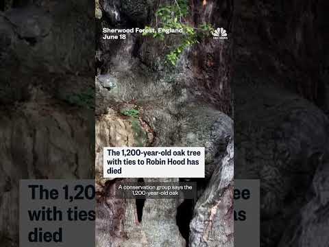 1,200-year-old oak tree with ties to Robin Hood has died