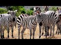 Safari-Paradies Tansania