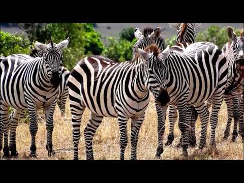 Safari-Paradies Tansania
