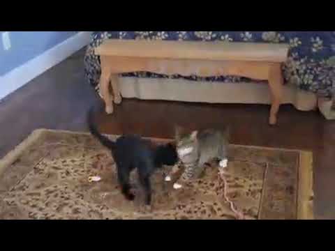 Missy and Elona video for PF