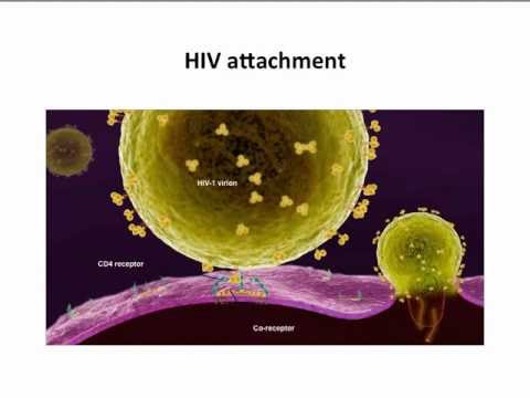 Virology 2013 Lecture #5 - Attachment and entry