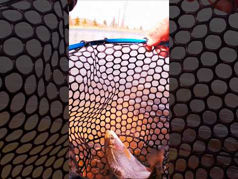 Rainbow trout #fishing #pond #shorts