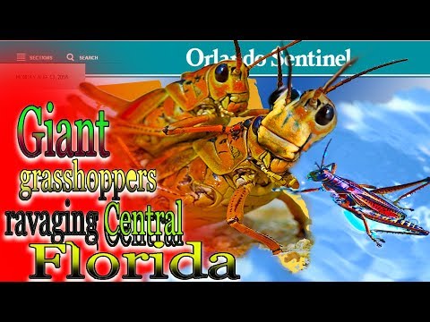 GIANT Grasshoppers Ravaging Florida  in 4K