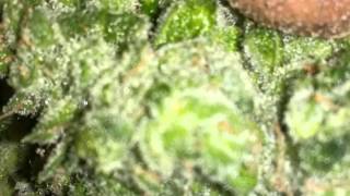 How to Grow Part 7, Harvesting/Drying/Curing