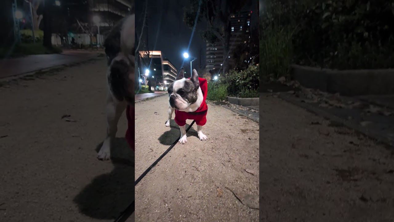 マイペースなフレブル　お決まりの「立ち止まる！」から「走る！走る！」　飼い主が好きすぎるフレンチブルドッグ『ぶーちゃん日記』#フレンチブルドッグ #散歩 #frenchbulldog #フレブル飼い方