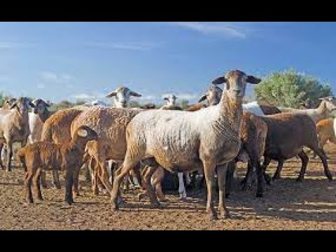 , title : '#FarminginNamibia Meat master sheep'