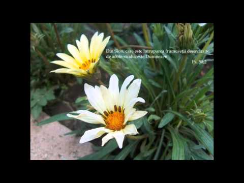 Rahela Mirea - Piatra Vie 2016 NOU !!!