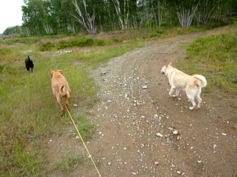 Skiplyn growl walk week 5