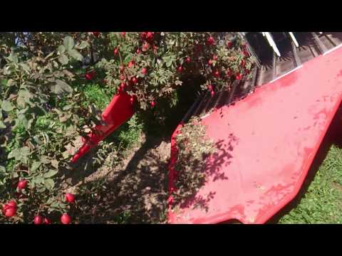 kombajn do owoców dzikiej róży / Rose hips Harvester JAREK 5