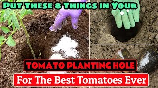 Put These 8 Things in Your TOMATO Planting Hole For The Best Tomatoes Ever