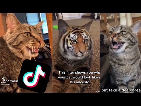 CAT TIKTOK COMPILATION - Chip The Manx | October Viral TikToks