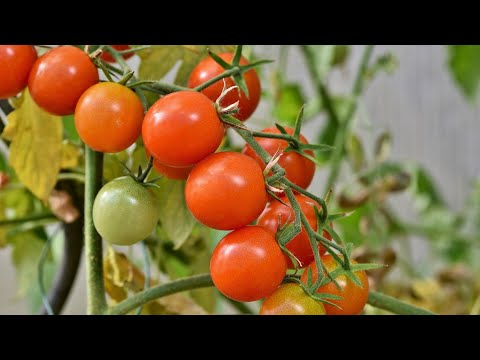 , title : 'تحفيز نمو شجرة الطماطم !! زيادة ثمار الطماطم'