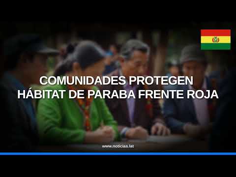 Comunidades de Totora se unen para proteger a la paraba frente roja, especie en... // Noticias.lat