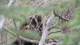 Enormous Sasquatch. 8 foot six ,over 700 lbs, 16 inch Bigfoot track