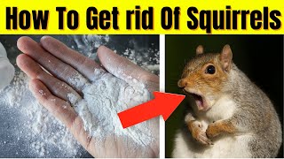 How To Get rid Of Squirrels / Garden, Attic, Yard Naturally At Home