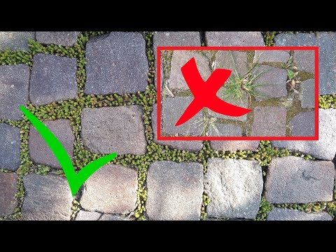 Nie mehr Unkraut in den Steinfugen - Pflasterfugen begrünen statt mühsam säubern & Unkraut entfernen