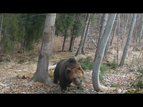 Medvede v Slovenskom raji a okolí